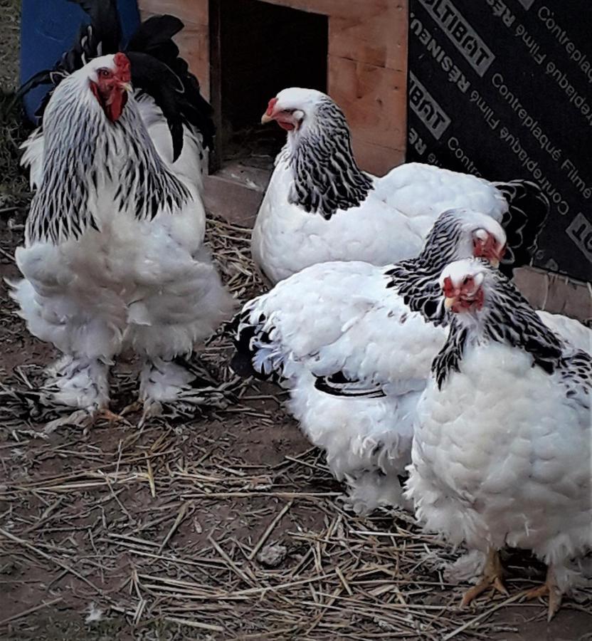 L'Abri Des Ames Daire Gerponville Dış mekan fotoğraf